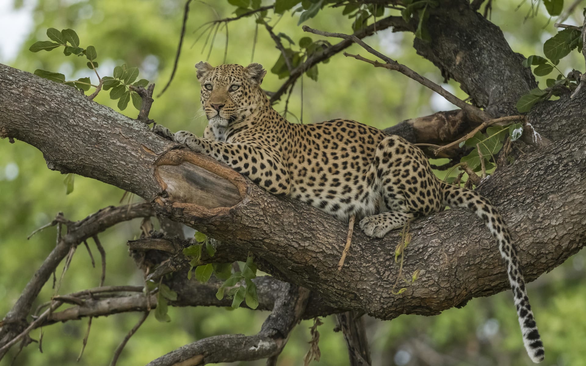 Best of South Africa & Mozambique Wayfairer Travel